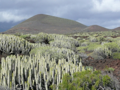 Malpaís de Güimar