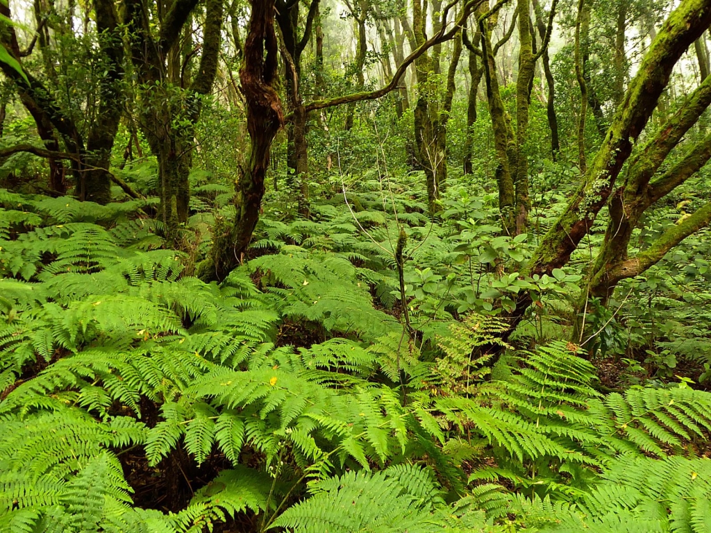 Caminata Laurisilva