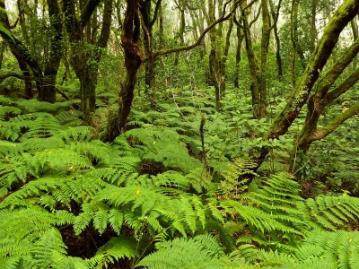 Caminata Laurisilva
