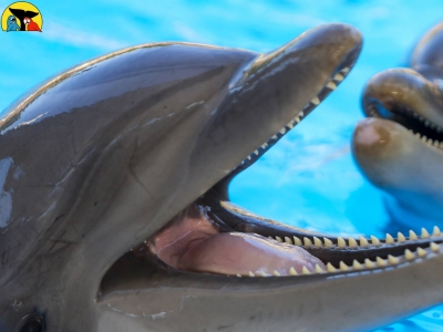 Loro Parque
